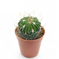 Стенокактус купить