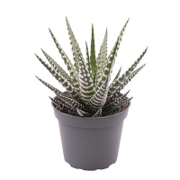 Хавортия Big Band купить