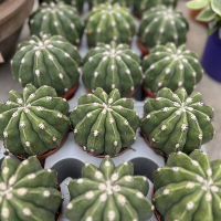 Кактус купить