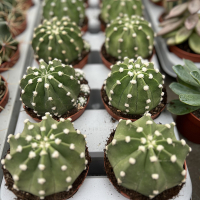 Эхинопсис купить