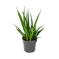 Сансевиерия Kirkii Friends купить