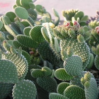 Опунция обыкновенная купить