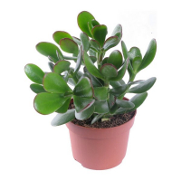 Крассула Mix 5,5 Cm купить