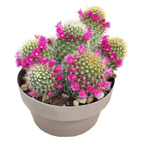 Маммилярия Ernestii купить