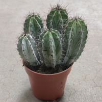 Полаския Chichipe купить