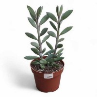 Сенецио Crassissimus купить