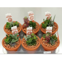 Суккулент микс купить