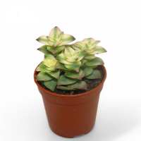 Крассула Perforata Variegata купить