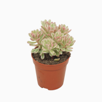 Очиток Alice Evans Variegata купить