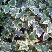 Плющ (Хедера) Хеликс Элигантиссима купить