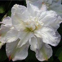 Клематис микс купить