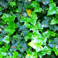 Плющ (Хедера) Хиберника купить