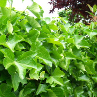 Плющ (Хедера) Хиберника купить