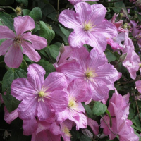 Клематис микс купить