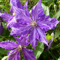 Клематис микс купить