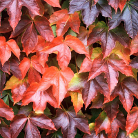 Виноград Вича купить