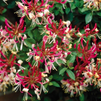 Жимолость микс купить