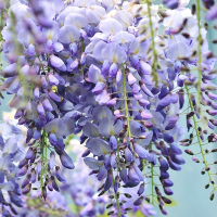 Глициния короткокистистая Yokohama Fuji на штамбе купить