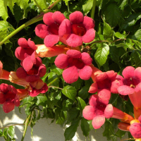 Кампсис купить