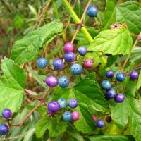 Ампелопсис Elegans (виноградовник) купить