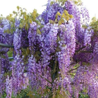 Глициния китайская Пролифик купить