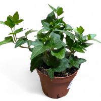 Плющ вуличний купить