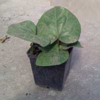 Плющ колхидский купить