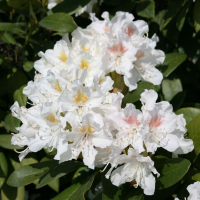 Рододендрон Каннингемс Уайт купить