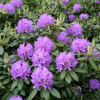 Рододендрон катевбинский Грандифлорум купить