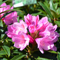 Рододендрон понтийский Грациелла купить