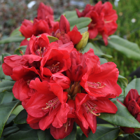 Рододендрон плоский Baden-Baden купить