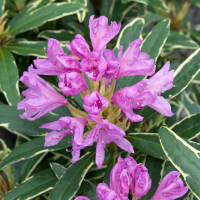 Рододендрон понтийский Вариегатум купить