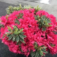 Рододендрон Сильвер Сворд купить