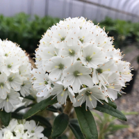 Рододендрон Милкивей купить