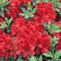 Рододендрон Элизабет Ред Фоли купить