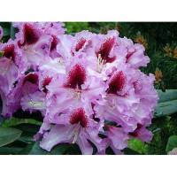 Рододендрон Kabarett купить