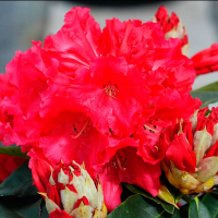 Рододендрон Leo купить