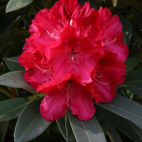 Рододендрон Lord Roberts купить