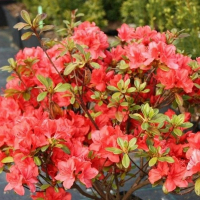 Рододендрон гибридный Cascadul купить