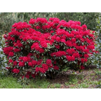 Рододендрон Вілгенс Рубі купить