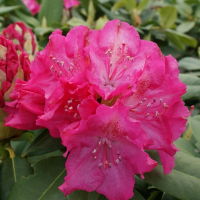 Рододендрон якушиманский купить