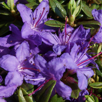 Рододендрон плотный купить