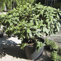 Рододендрон гибридный микс купить