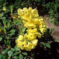 Рододендрон гибридный Голдкрон купить