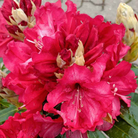 Рододендрон Red Dragon купить