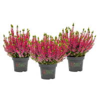 Верес vulgaris Beauty Ladies Rosa купить