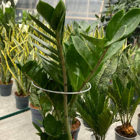 Опора для растений 180x400 мм купить