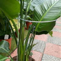 Опора для растений 180x600 мм купить