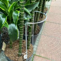 Комплект из двух опор для растений 180x600 мм купить