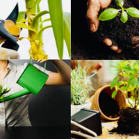 Выезд специалиста для консультации по комнатным растениям, цена за час+транспортные расходы купить